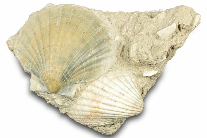 Fossil Marine Bivalve Mollusc Cluster - Gironde, France #302972